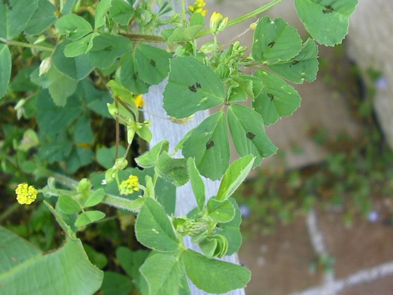 Medicago arabica / Erba medica araba